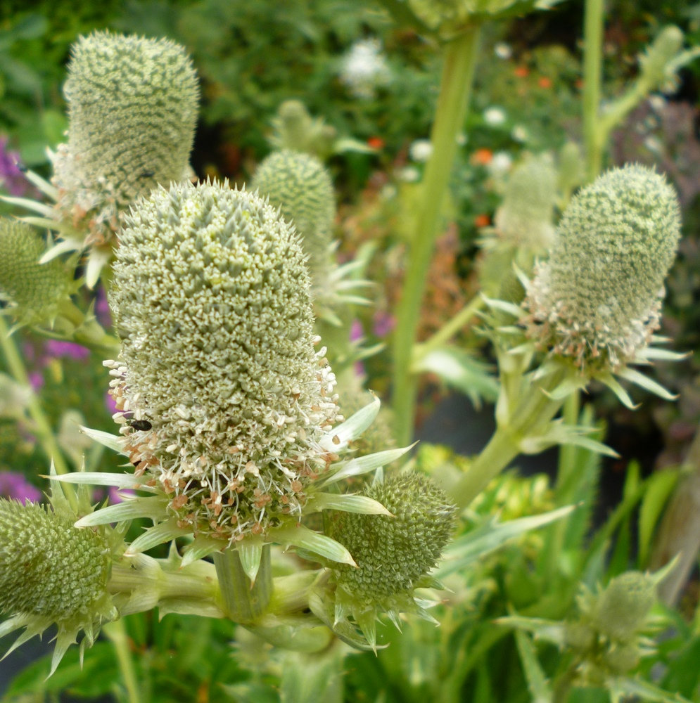 ERYNGIUM AGAVIFOLIUM